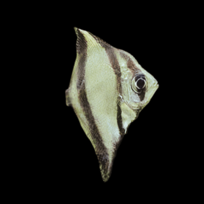6 x Mono Sebae Angelfish 5cm