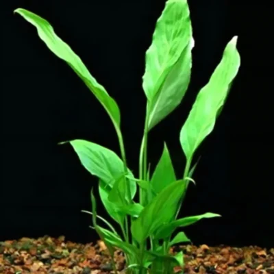 Five Bunched Plants Spatiphyllum Plant Spatiphyllum Willissii