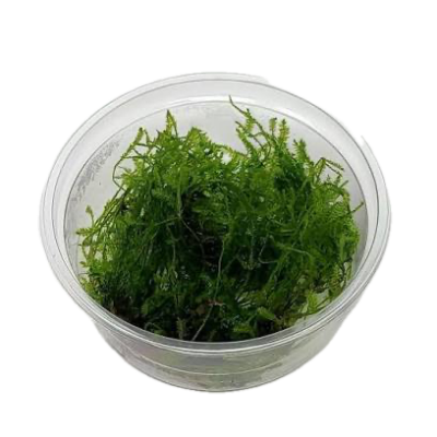 Five Portions of Plants Spikey Moss Plant Taxiphyllum Sp Spikey