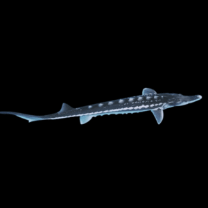 Sterlet Acipencer Stellatus Diamond Back 20cm