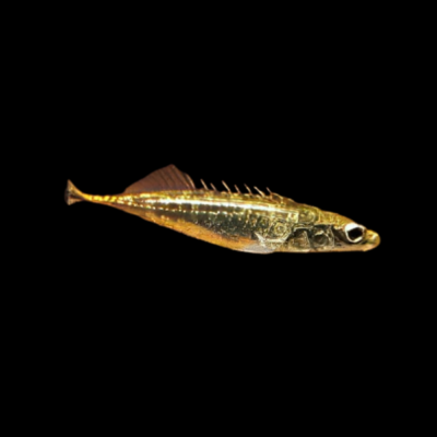 Three Spined Stickleback 5cm X 10
