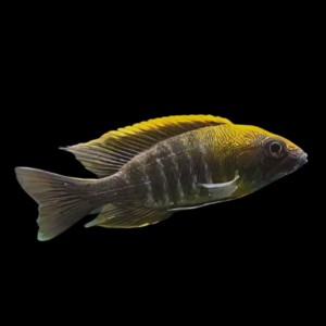 10 x Aulonocara Maylandi Sulfur Head Peacock 5cm