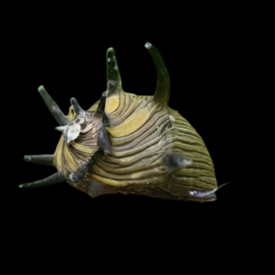 40 x Sun Snail Nerite 1.5cm