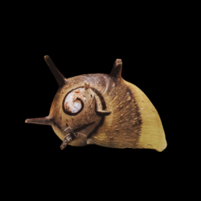 40 x Thorn Zebra Clithon Snail 1cm