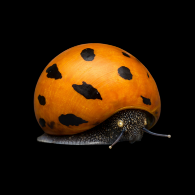 40 x Tiger Snail Nerite 1.5cm