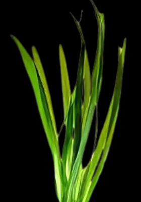 Five Bunched Plants Green Giant Vallis Plant Vallisneria Gigantea