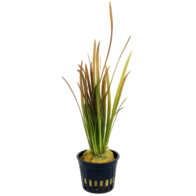 Five Potted Plants Red Giant Vallis Plant Vallisneria Gigantea