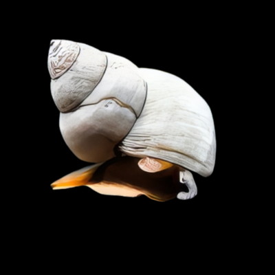 40 x White Wizard Snail Filopaludina 3cm