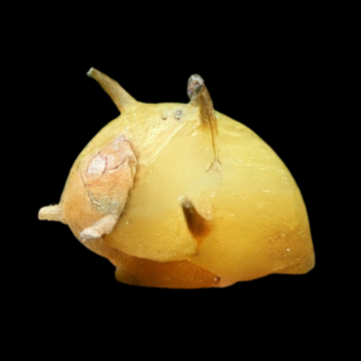 40 x Yellow Lady Clithon Snail 1cm