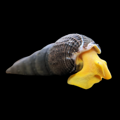 40 x Yellow Rabbit Snail Tylomelania 5cm