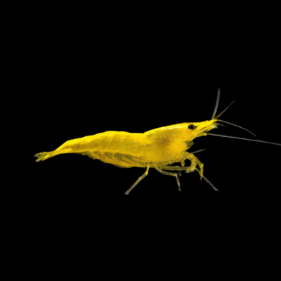 30 x Yellow Fire Shrimp Neocaridina 1.5cm