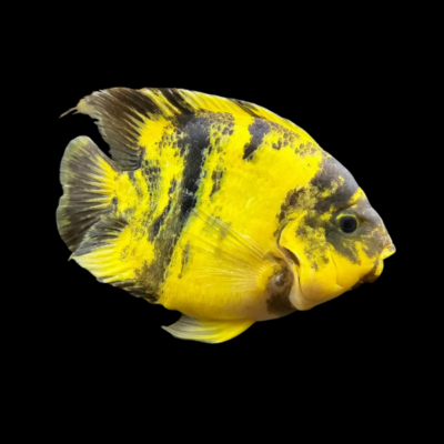 6 x Yellow Tiger Parrot Hybrid 10cm