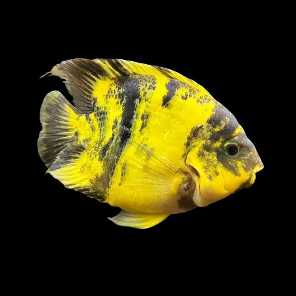 6 x Yellow Tiger Parrot Hybrid 10cm