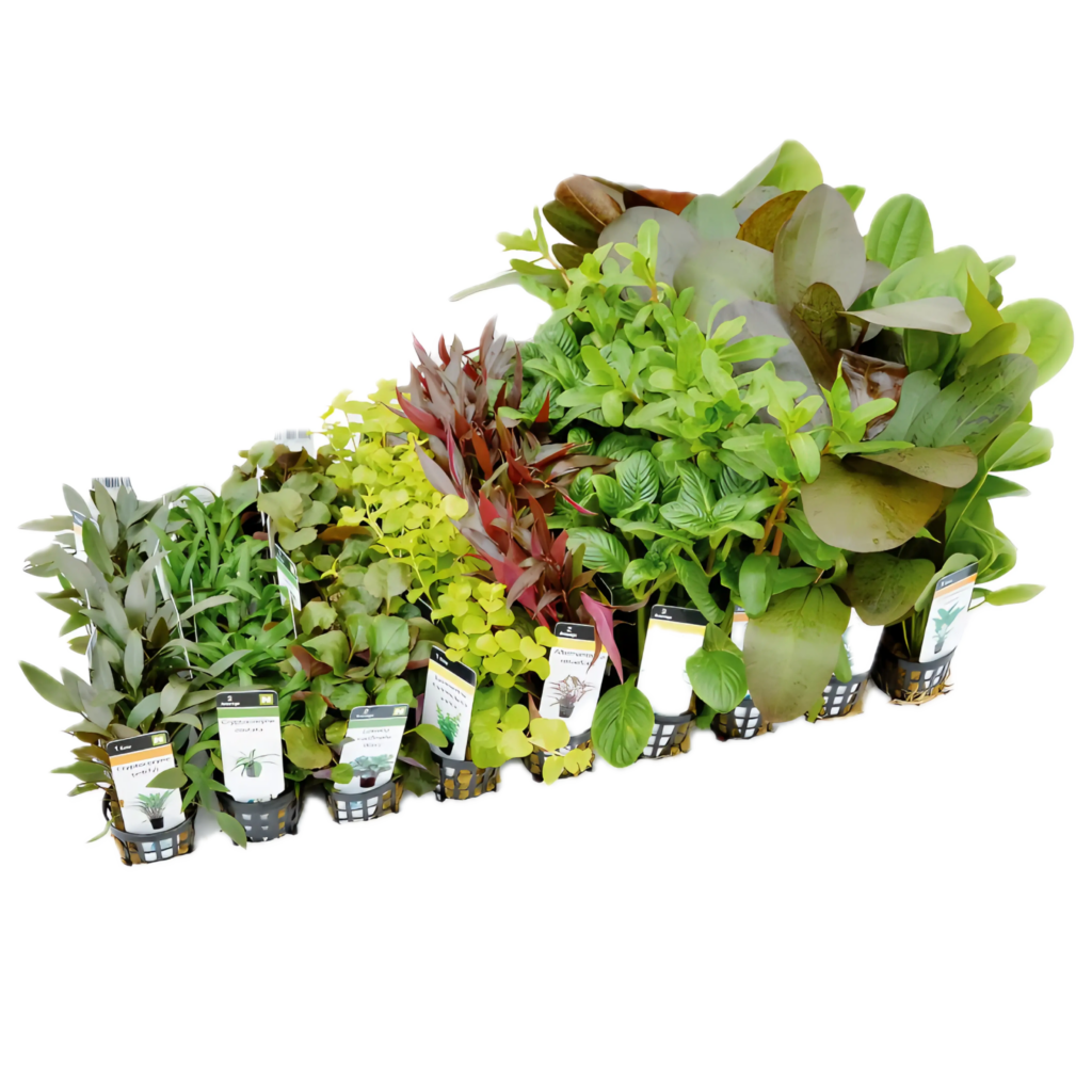 Fifty Potted Assorted Freshwater Aquatic Plants