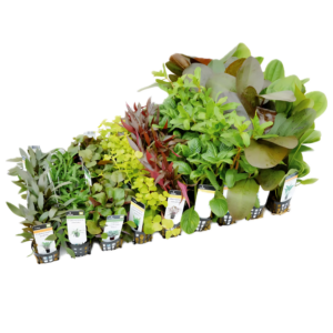 Fifty Potted Assorted Freshwater Aquatic Plants