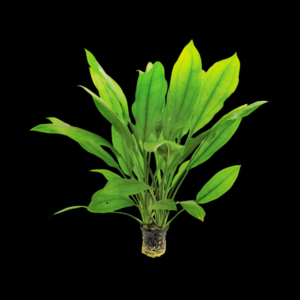 Five Potted Plants Amazon Sword Echinodorus Species
