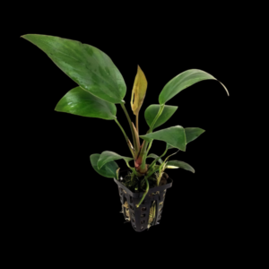 Five Potted Plants Arrowhead Betta Anubias Plant Anubias Hastifolia