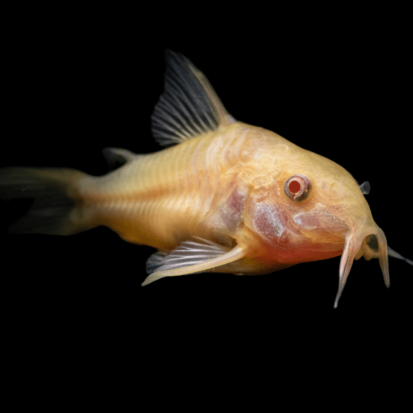 10 x Albino Corydoras (Corydoras aeneus) (2.5-3cm)