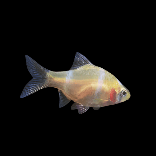 10 x Albino Tiger Barb (Puntius tetrazona) (2.5-3cm)