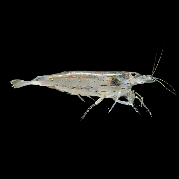 10 x Amano Shrimp (Caridina multidentata/Caridina japonica) (1-2cm)