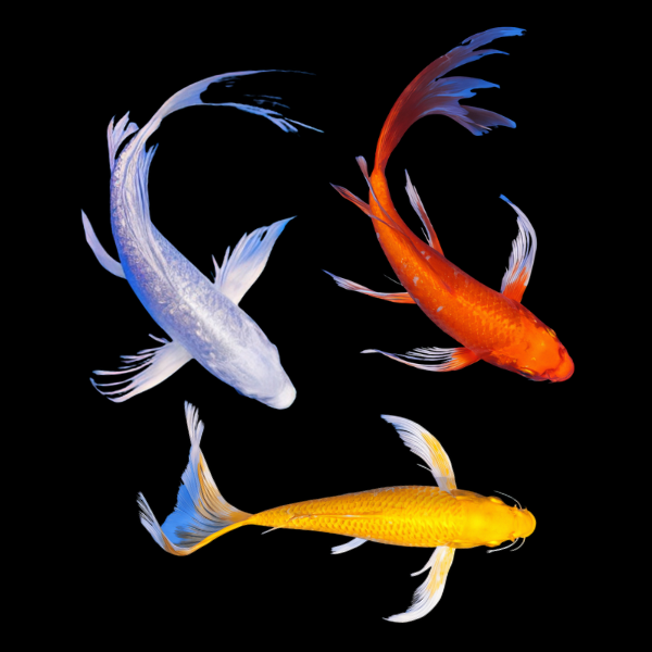 10 x Assorted Metallic Butterfly Classic Koi Carp Cyprinus Carpio - 10cm