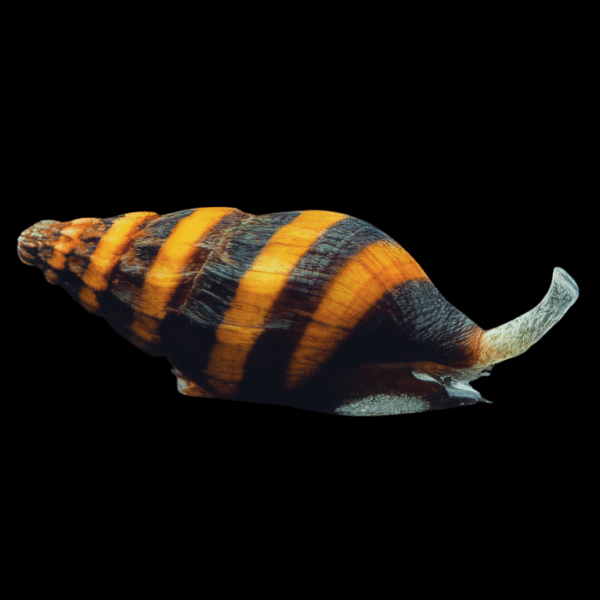 10 x Assassin Snail (Anentome helena) (M)