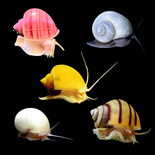 10 x Apple Snails (Pomacea bridgesii) (2-2.5cm)