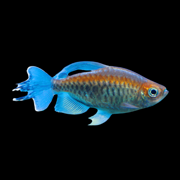 10 x Congo Tetra (Phenacogrammus interruptus) (4-5cm)