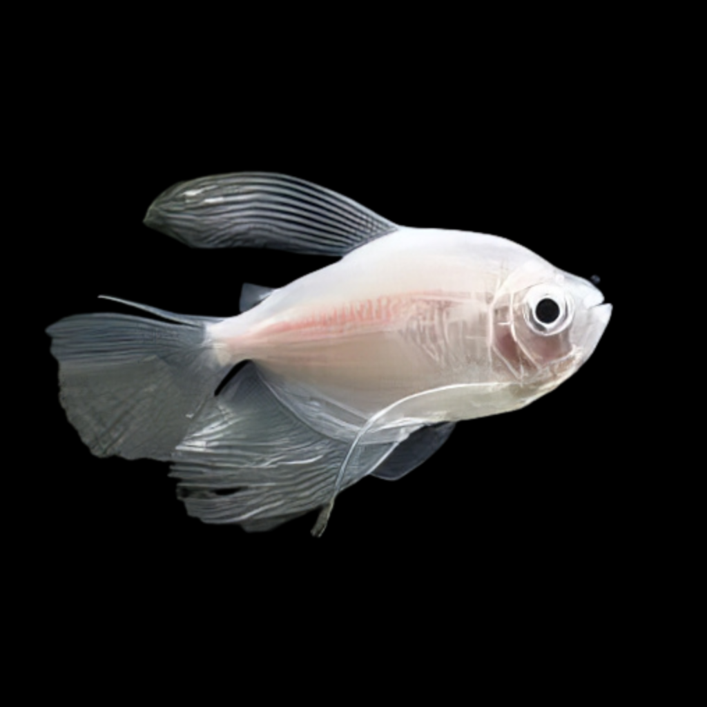 10 x Albino Black Widow Tetra (Gymnocorymbus ternetzi) (2.5-3cm)